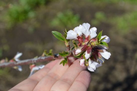 FLORECEN LOS PRIMEROS ALMENDROS EN LATITUDES EXTREMAS